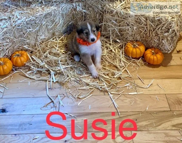 Susie Rough Collie