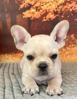 Peaches French bulldog