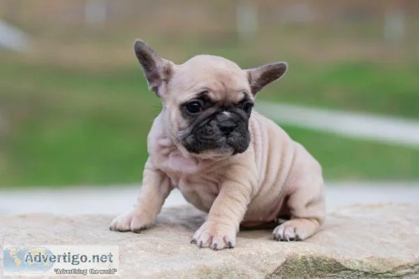 Wilma french bulldog