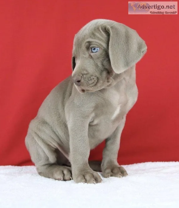 Eugene AKC Male Weimaraner