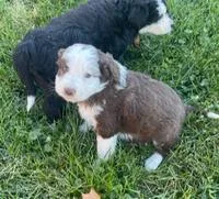 Brownie Aussiedoodle