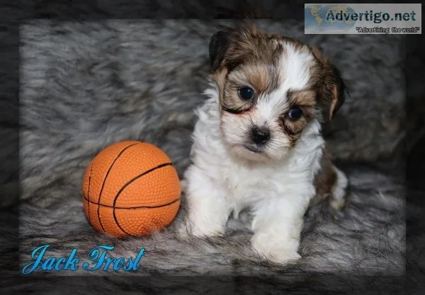 Jack Frost Shorkie