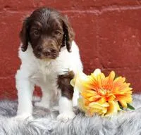 Delanie Female Sheepadoodle