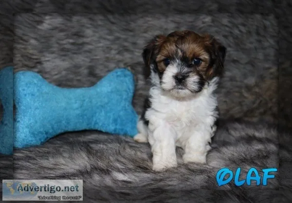 Olaf Shorkie