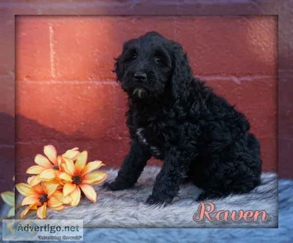 Raven  Golden English Labradoodle