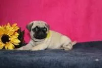 Angel pug