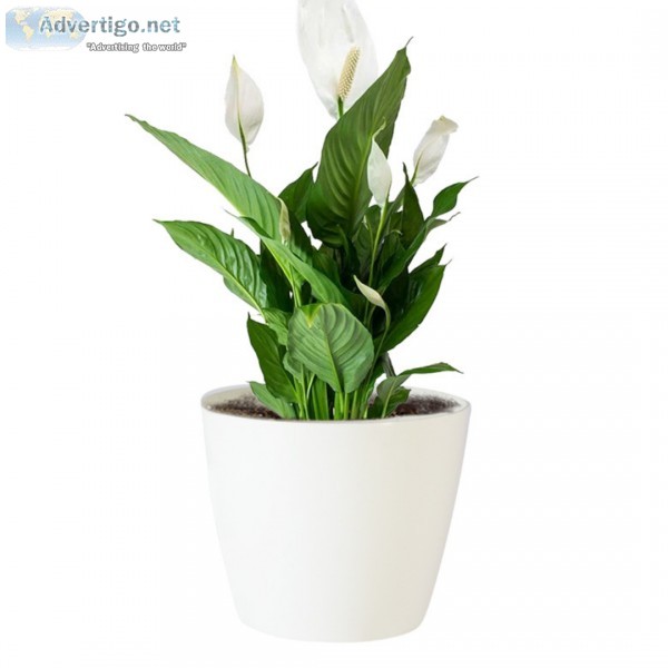 Peace lily plant