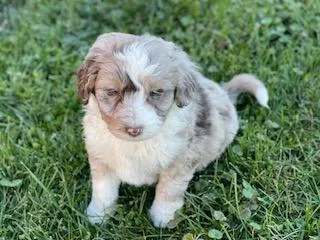 champ Aussiedoodle