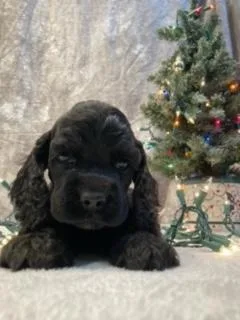 Blackie Cocker Spaniel