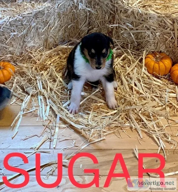 Sugar Rough Collie