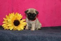 Grace Pug