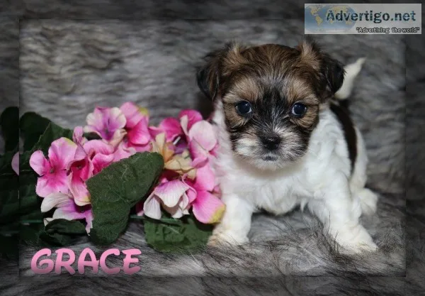 Grace shorkie