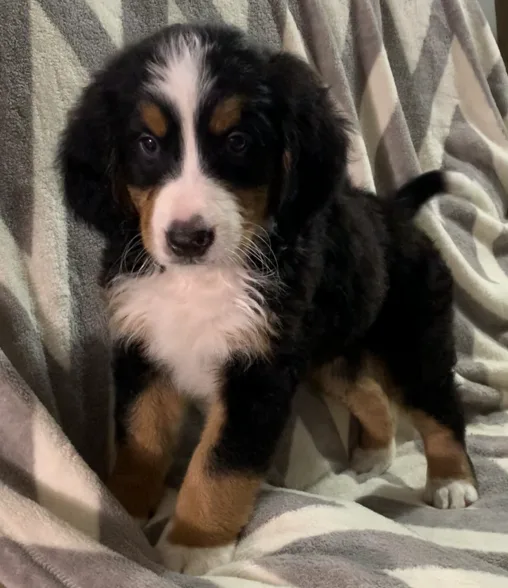 Willow Bernese