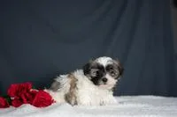 Fay Female Shihpoo