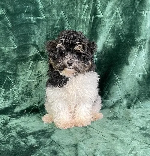 Lucky Bichapoo