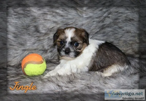 Jingle shorkie