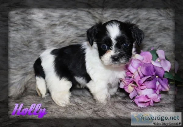 Holly Shorkie