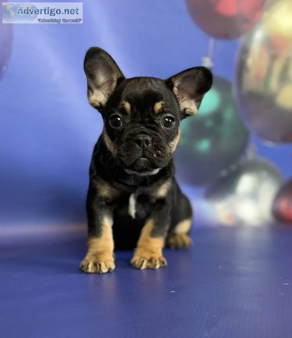 Borko French bulldog