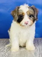 Tito cavapoo