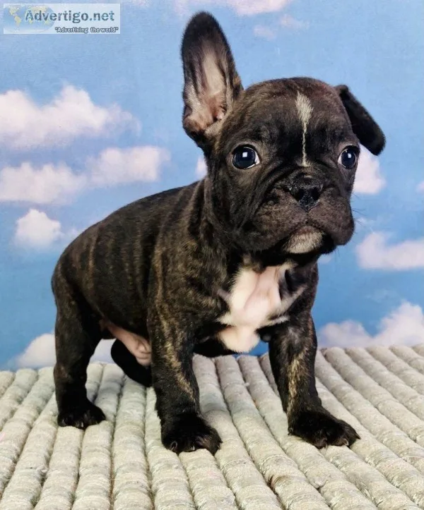 Baxter frenchton