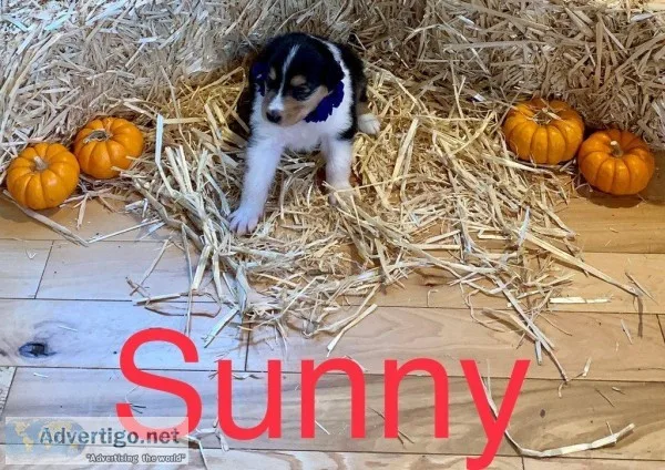 Sunny Rough Collie
