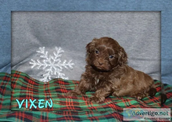 Vixen Shihpoo