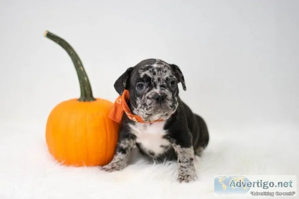 Pearl french bulldog