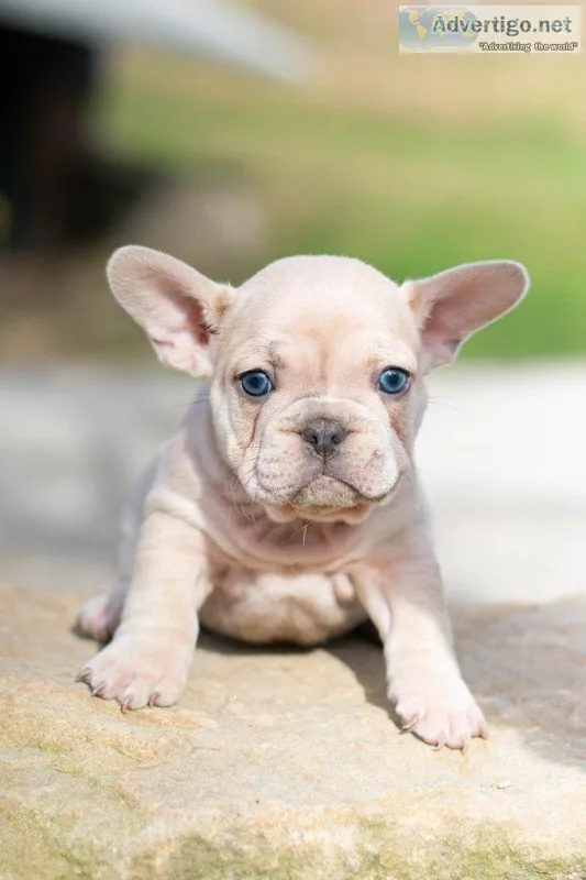 Weston french bulldog