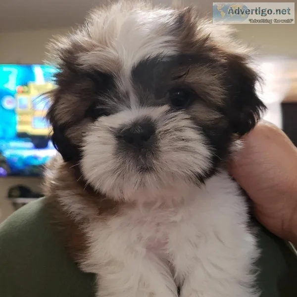 Female shih tzu