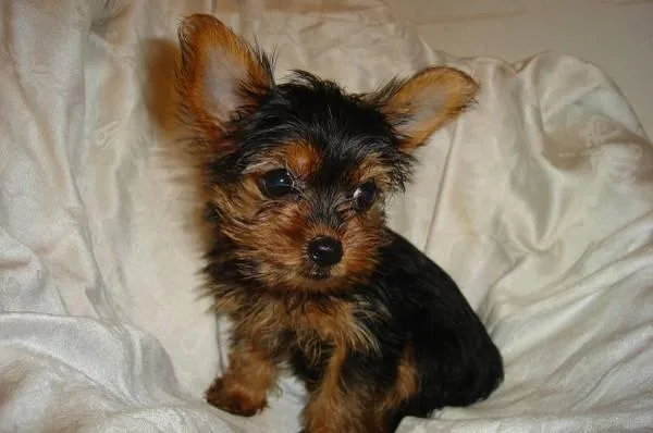 Yorkies
