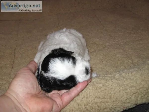 Shih poo designer pups