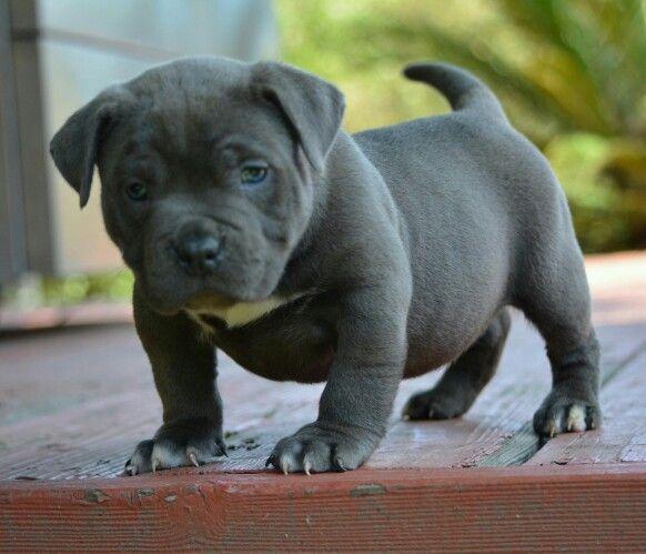 American pocket bullys