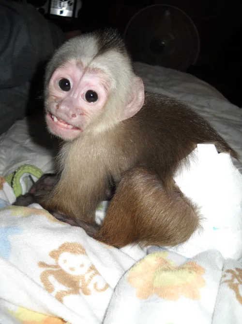 Cute female capuchin monkeys for sale