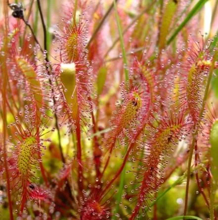 Drosera Rotundifolia  Sundewplants.co.uk