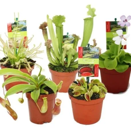 Giant Venus Fly Trap  Sundewplants.co.uk