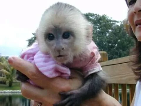 Charming capuchin monkey for adoption