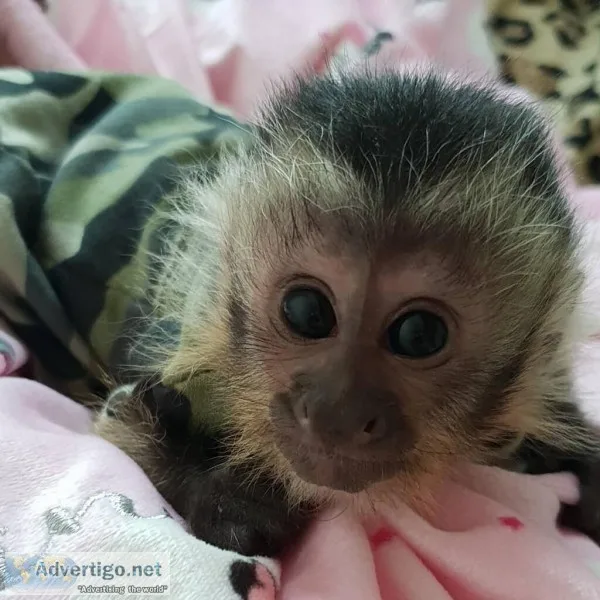 Charming capuchin monkey for adoption