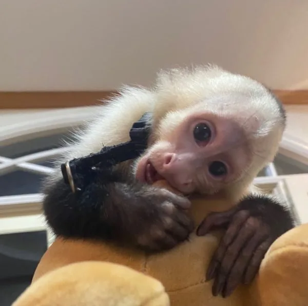 Marmoset monkeys for sale