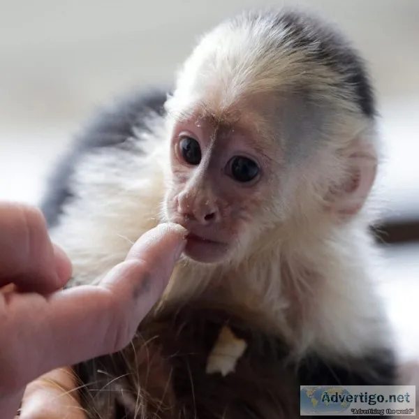 Marmoset monkeys for sale