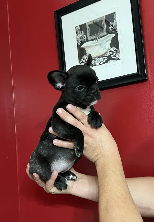 Pure breed french bulldog puppy