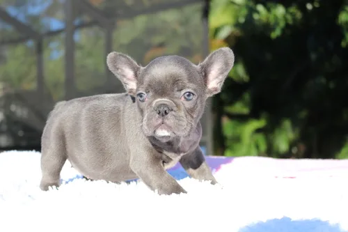 Female french bulldog blue merle