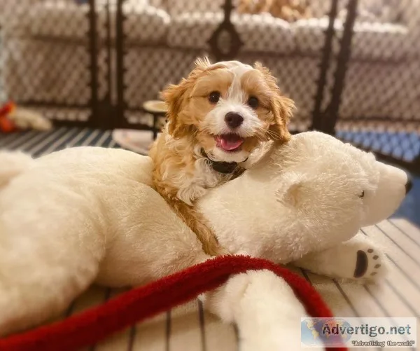 Cavapoo puppies