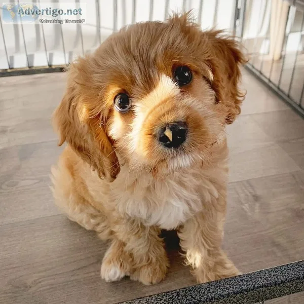 Cavapoo puppies