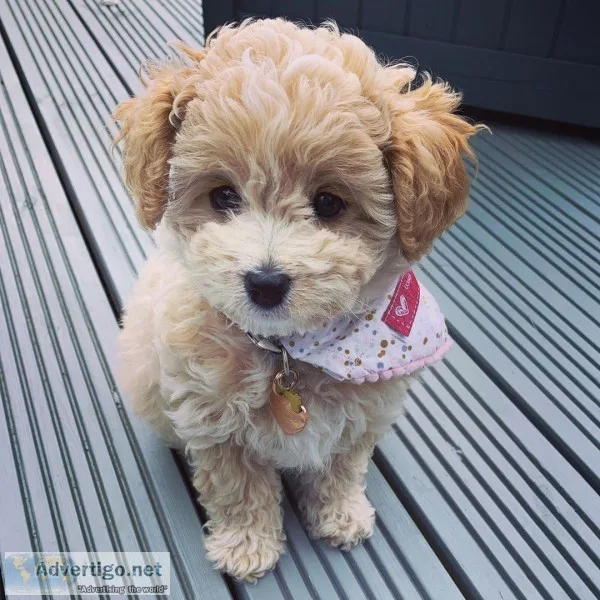 Cavapoo puppies