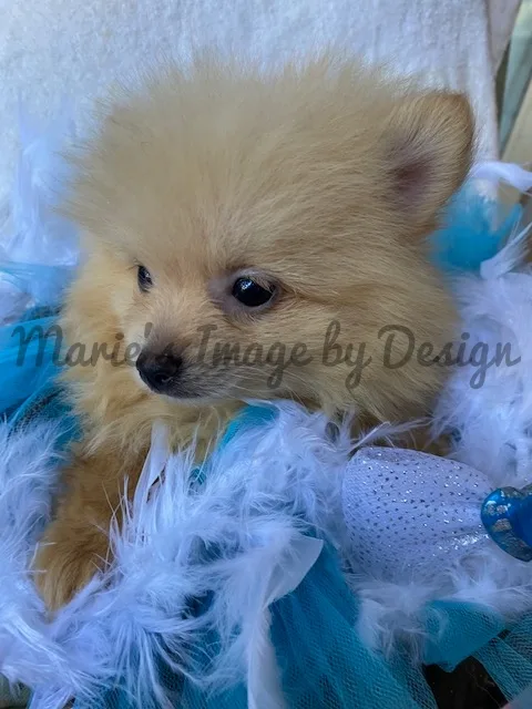 Akc male pomeranian puppies