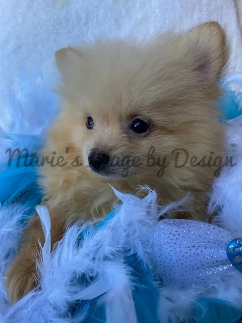 Akc male pomeranian puppies