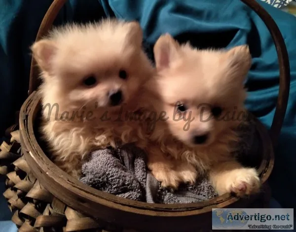Akc male pomeranian puppies