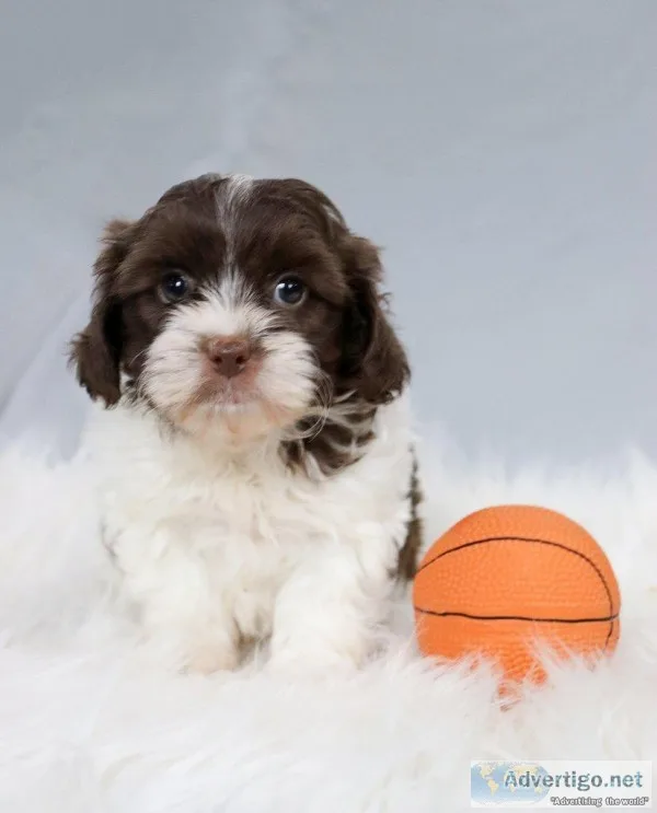 Marco shihpoo