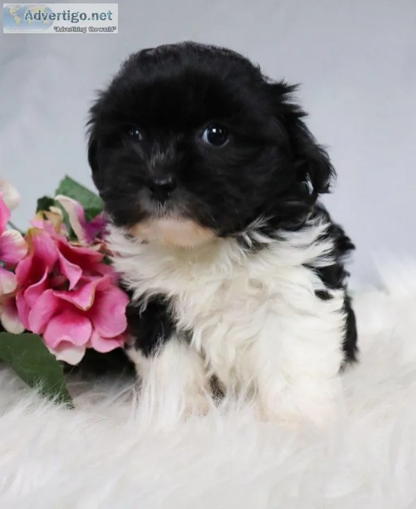 Melissa  shihpoo