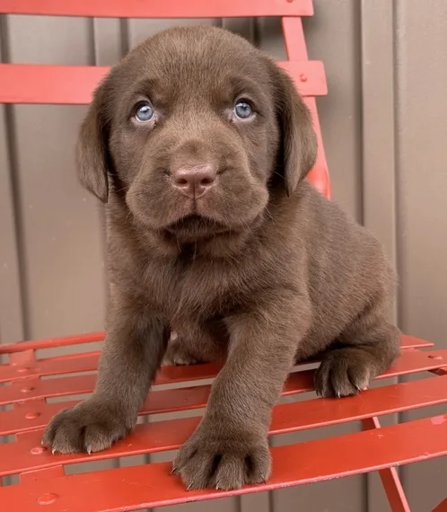 Labrador retriever puppies for adoption